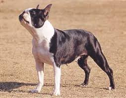 犬を家族に迎える前に